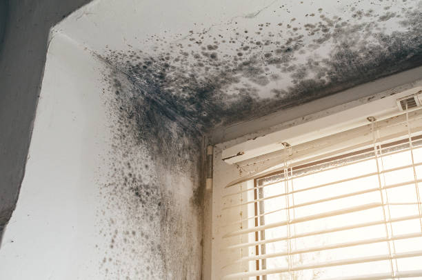 Affordable Mold Removal solutions in Laingsburg, MI